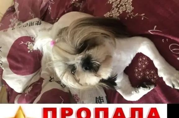 Пропала собака Бетховен во Владимире