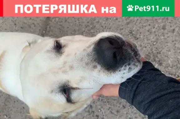 Собака найдена у трассы при деревне Кабаново, Ногинск
