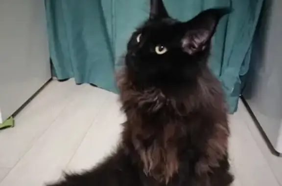 Кошки потеряшки, Москва, фото: Потеряшка кошка по адресу Новочеркасский бульвар, 8