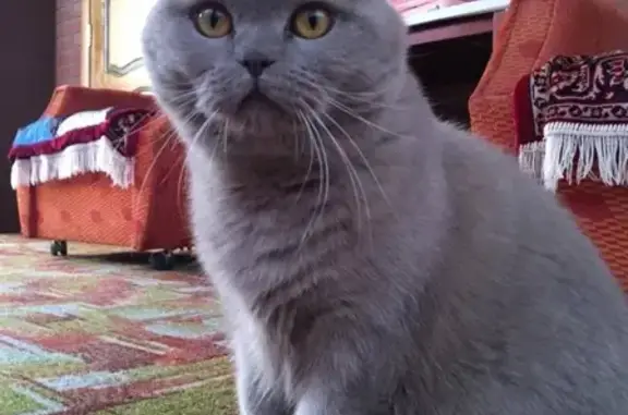 Пропала серая британская кошка в СНТ Простор, Тольятти