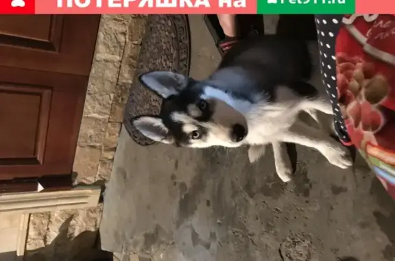 Пропала собака с клеймом на ухе в Михайловске