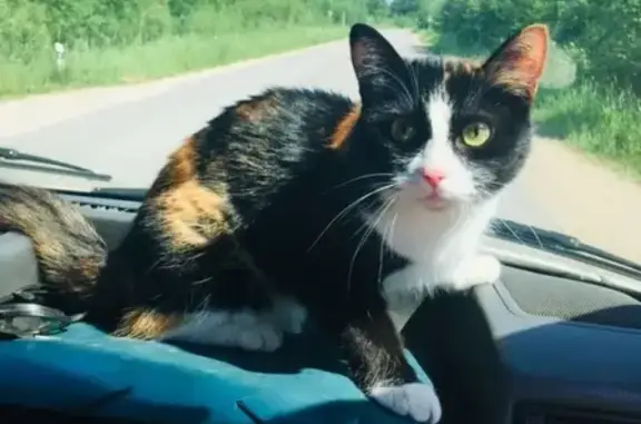 Пропала кошка в Пскове: вознаграждение!