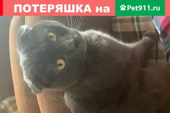Пропала кошка Хамон, Москва.