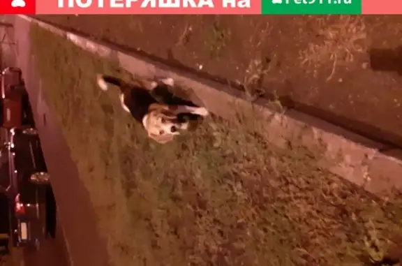Найдена собака на Ульяновском проспекте, ищет хозяина