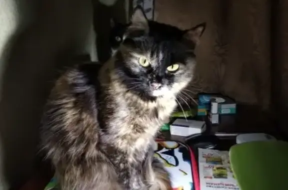 Объявления о пропавших и найденных животных, Москва, фото: Пропала кошка Муля на Белозерской улице 17Б