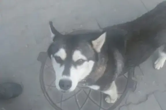 Собака Хаска найдена у входа в Глобус Ярославль.