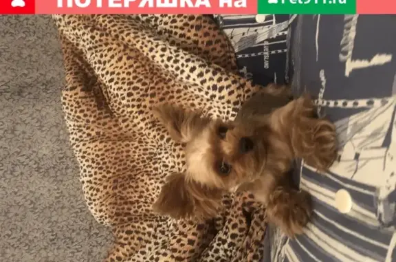 Найдена собака в районе второй площадки, Краснодар