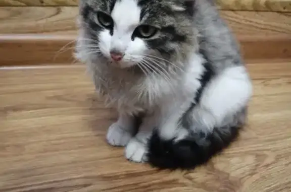 Найдена кошка на Аграрной 73А в Екатеринбурге