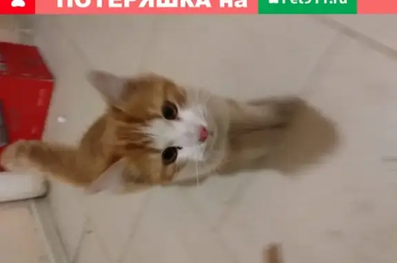 Найдена кошка в Щёлково, домашняя и дружелюбная.