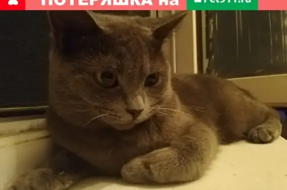 Пропала кошка в Краснодаре, ул. Уральская 190.