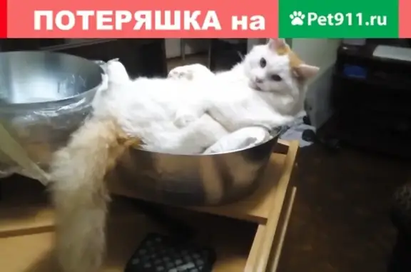 Пропал кот БАТОН 20 августа в Коломне, подозревают украли на 5 этаже дома на ул. Гагарина 66е.