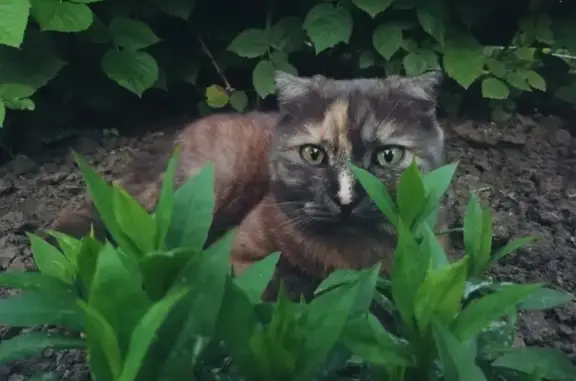 Пропала кошка Кейси в Ростове-на-Дону