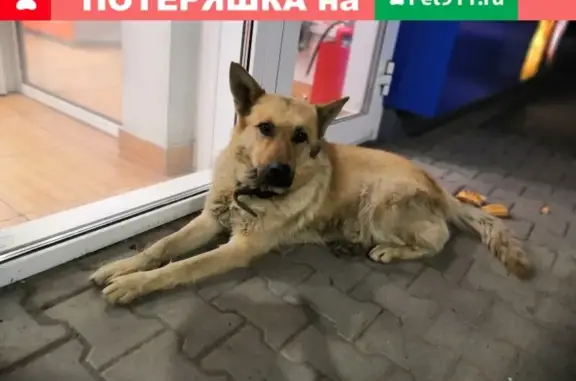 Собака с опухолью найдена у заправки Газпрома в Екатеринбурге