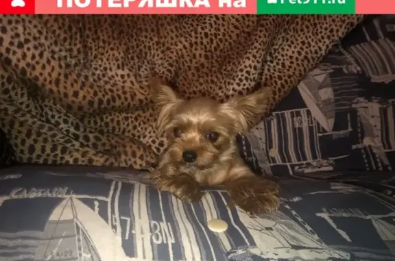 Собака найдена в Краснодаре на второй площадке