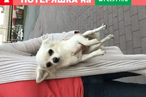 Собака белого окраса найдена в Екатеринбурге