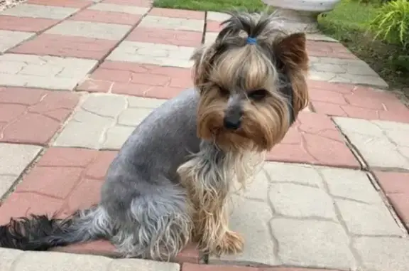 Собаки потеряшки, Москва, фото: Потеряшка йоркширский терьер в Кнутово, Москва