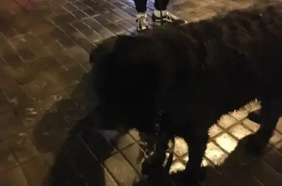 Собака бегает с поводком на набережной, Ярославль