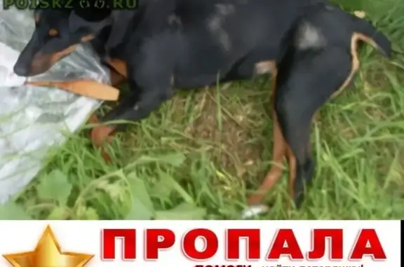 Пропала собака в районе УГОЛ ул. Пацаева и КОРОЛЕВА