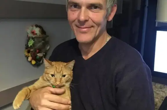 Кошки потеряшки, муниципальное образование Город Узловая, фото: Потеряшка рыжая кошка с зеленым ошейником на ул. Октябрьская