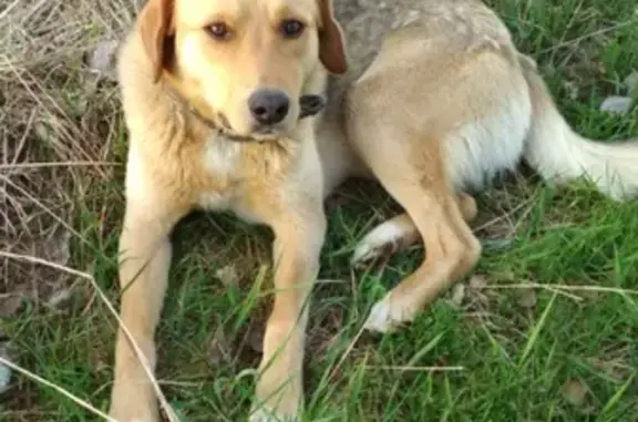 Собаки потеряшки, Нижний Новгород, фото: Потеряшка собака в Ковернинском районе Нижегородской области