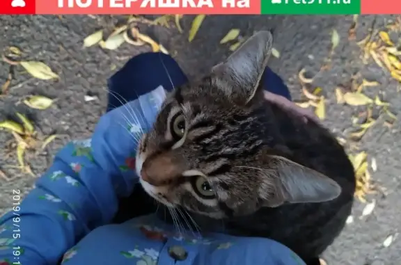Найдена ручная кошка на дереве в Челябинске
