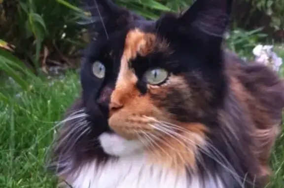 Кошки потеряшки, Москва, фото: Потеряшка кошка Дуська в Марфино на Янтарной