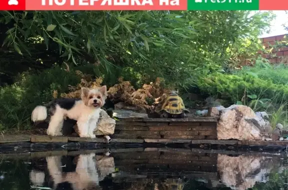 Пропала собака Филя на Кольцевой 8, Екатеринбург
