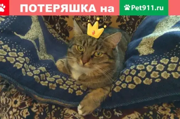 Пропала кошка в Ленинградской области