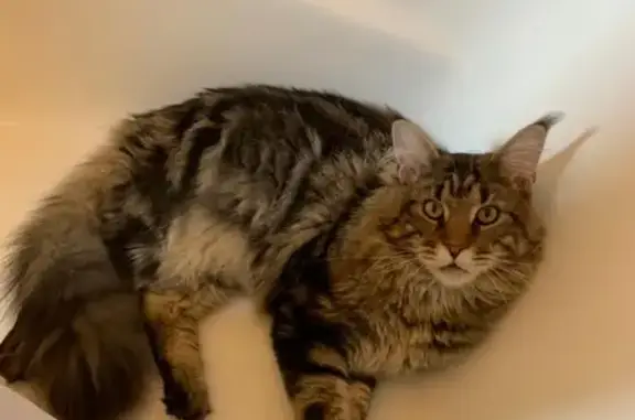 Потерянные животные Мытищи, фото: Пропала кошка в Мытищах, вознаграждение!