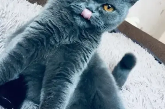 Потерянные животные Сургут, фото: Пропала кошка на ул. Григория Кукуевицкого 10/1