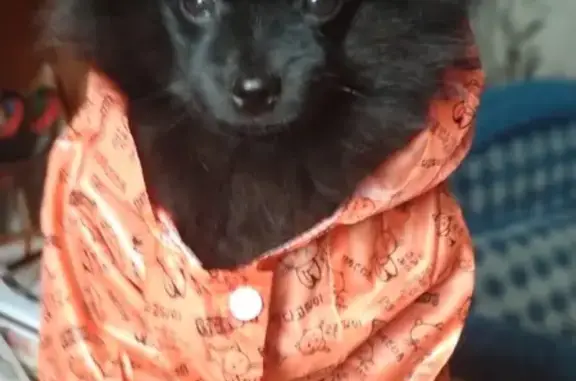 Пропала собака в Марксе: щенок шпица, 4 месяца, черный цвет, 89146251264