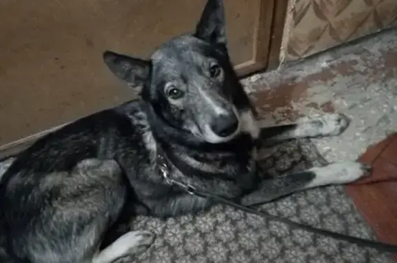 Собака породы Лайка найдена в лесу около с. Озерки, Барнаул