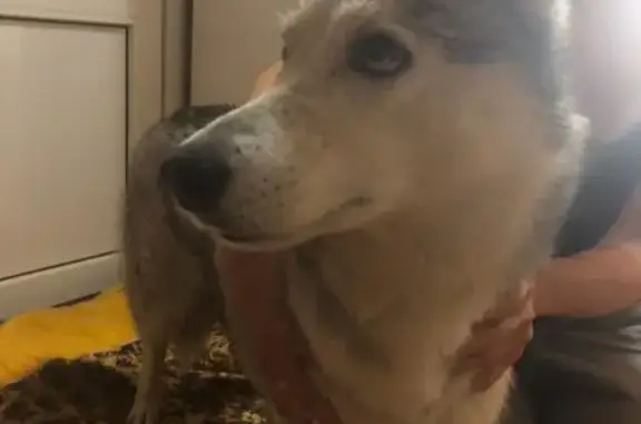 Найдена собака, Москва, фото: Найдена собака Хаски в деревне Пенино, Новая Москва