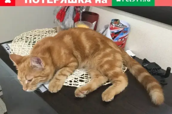 Найдена красивая рыжая кошка на 3-й Рыбацкой, Астрахань