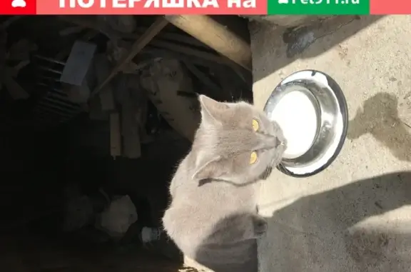 Найдена худая кошечка на Демидовской улице, Тула