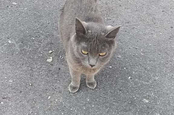 Пропала кошка на ул. Ленина 3-7 в Хабаровске