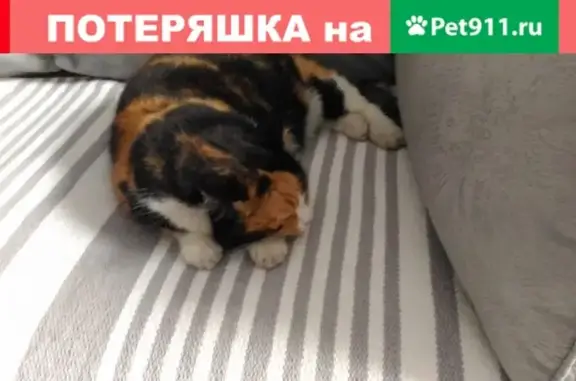 Найдена трехцветная кошка в Санкт-Петербурге