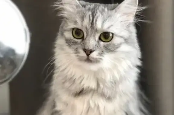 Кошки потеряшки, район Коммунарка, фото: Потеряшка кошка в поселении Сосенское, Москва