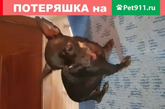 Пропала старая собака в Иркутской области