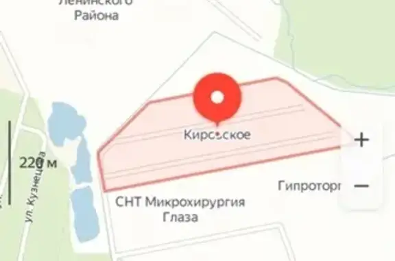 Пропавший кот в Кировском снт, Екатеринбург