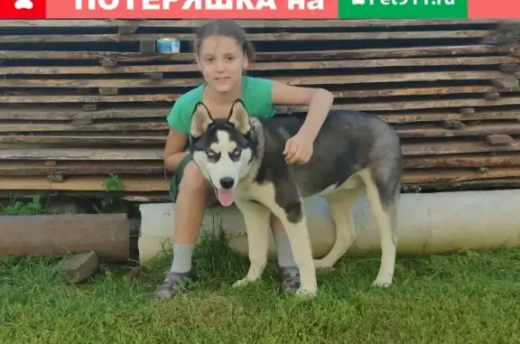Собаки потеряшки, деревня Змейка, фото: Потеряшка собака 