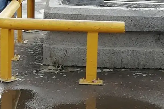 Найдена собака, Москва, фото: Собака с бомжами ищет дом в Москве.