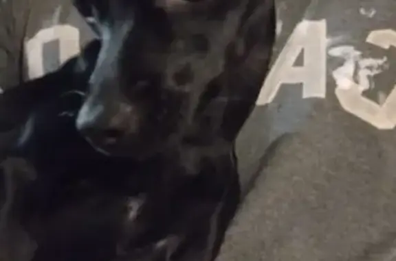 Собаки потеряшки, Москва, фото: Потеряшка собака в лесу Новокосино