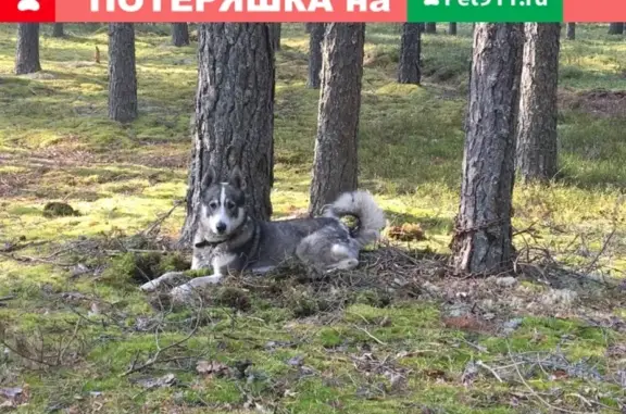 Пропала собака в Сестрорецке, Западно-сибирская лайка.