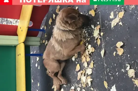 Найдена добрая собака с ошейником в районе Мира, Уфа