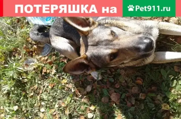 Найдена собака Метис в садоводстве Флора, Санкт-Петербург.