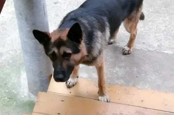 Найдена собака Мальчик в Рузе