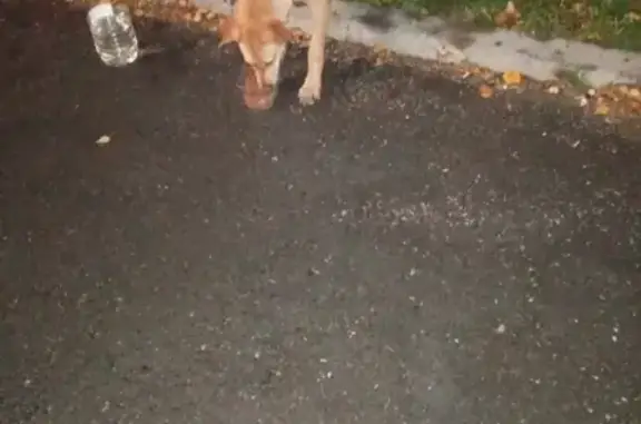 Найдена собака на Тбилисском бульваре