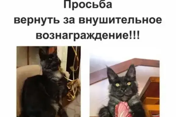 Кошки потеряшки, Козино, фото: Потеряшка чистокровный котенок в деревне Козино, Красногорск