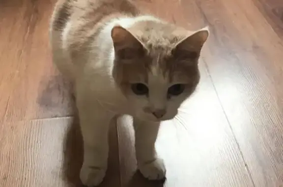 Найдена кошка в Зеленограде